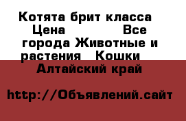 Котята брит класса › Цена ­ 20 000 - Все города Животные и растения » Кошки   . Алтайский край